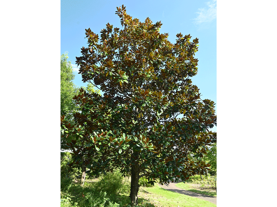 Magnolia-Grandiflora.png Magnolia-Grandiflora.png