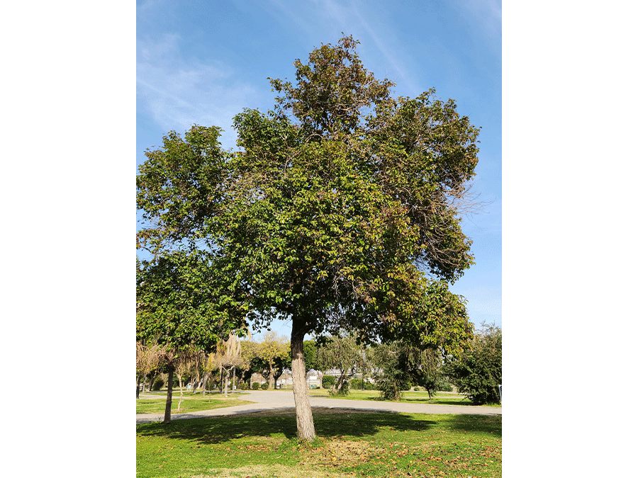 Arbre-du-troène.png Arbre-du-troène.png