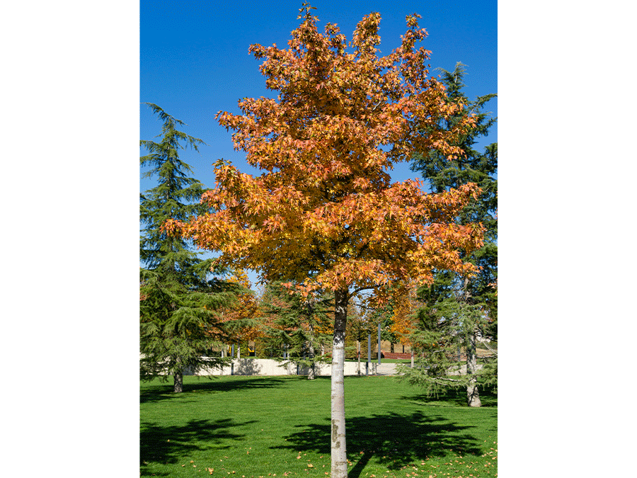 Liquidambar.png Liquidambar.png