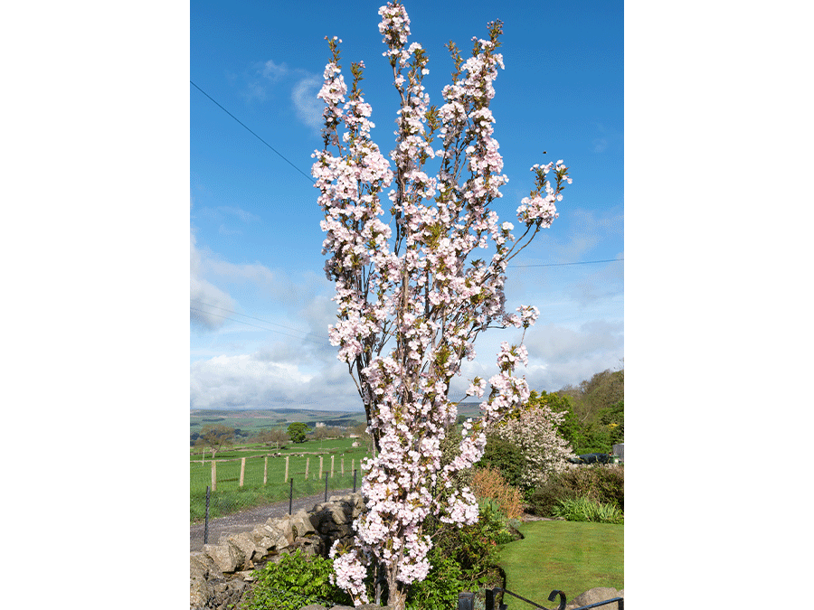 Ceriser-à-fleurs---Amanogawa.png Ceriser-à-fleurs---Amanogawa.png