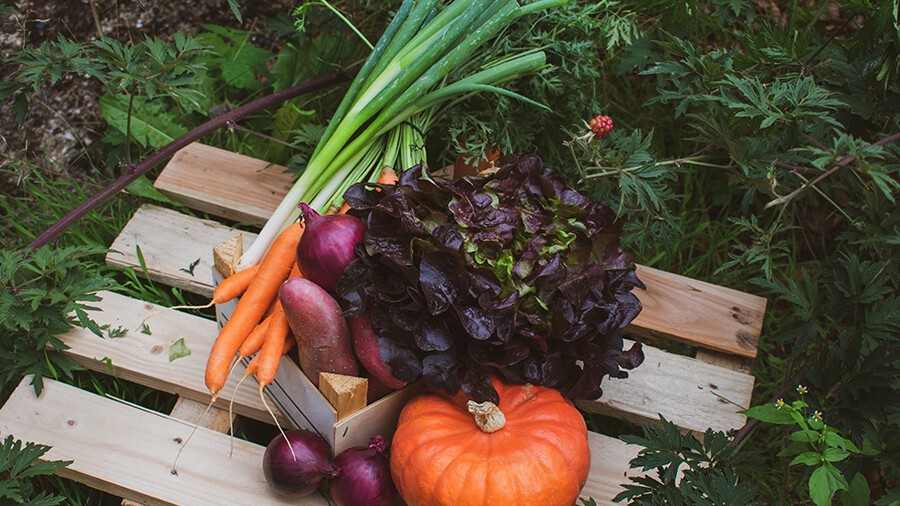 légumes-de-saison-automne.jpg légumes-de-saison-automne.jpg