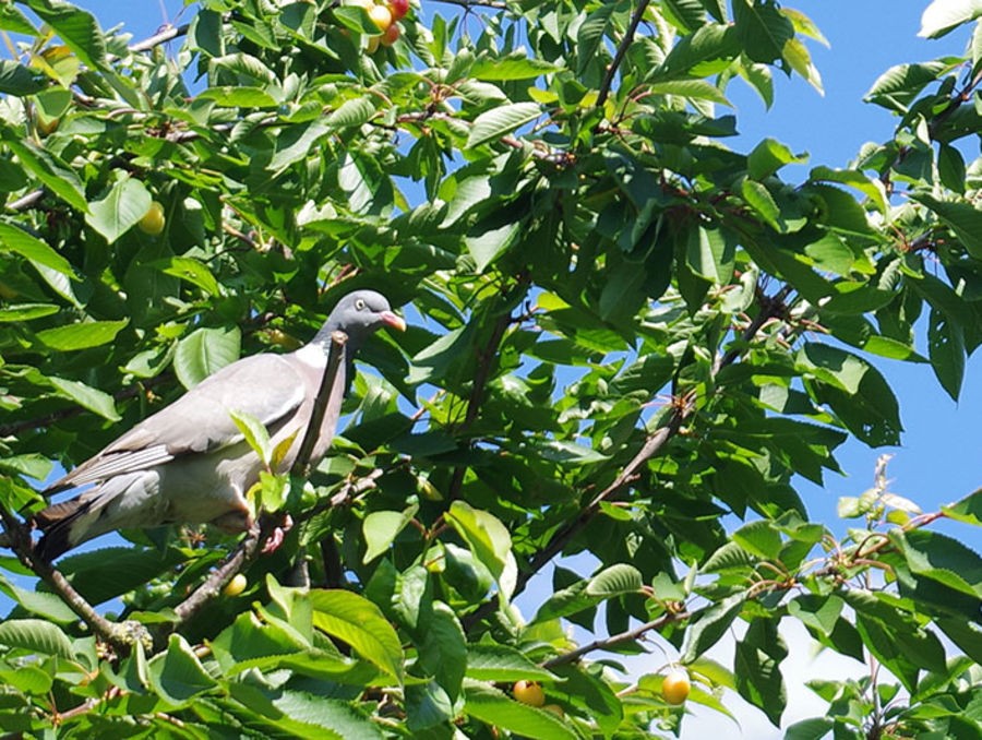 Arbustes pour petits oiseaux