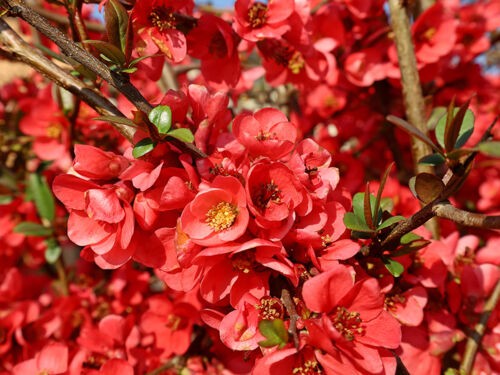 Pourquoi planter un cognassier du Japon dans son jardin ?