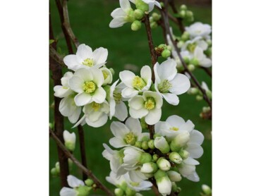CHAENOMELES-speciosa-NIVALIS-224-03.jpg