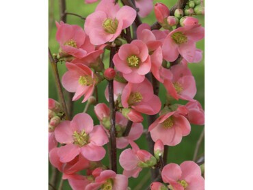 CHAENOMELES-speciosa-'EXIMIA'.JPG