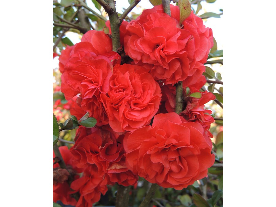 Chaenomeles-speciosa-'Orange-Storm'cov-DSCN6467-(3).JPG
