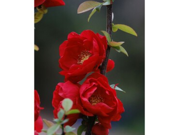 Chaenomeles-DOUBLE-DELICE®-LOVE-‘Minchadf13225’–1-©Hortival-Diffusion.JPG