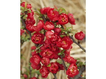 CHAENOMELES-x-superba-'RED-JOY'.JPG