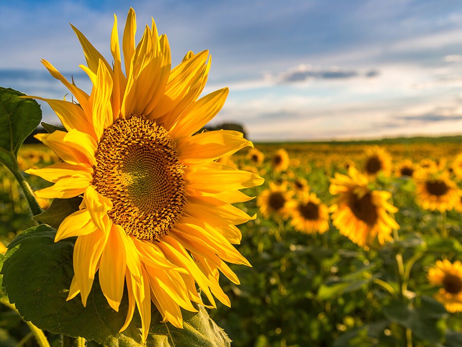 Tournesol.jpeg Tournesol.jpeg