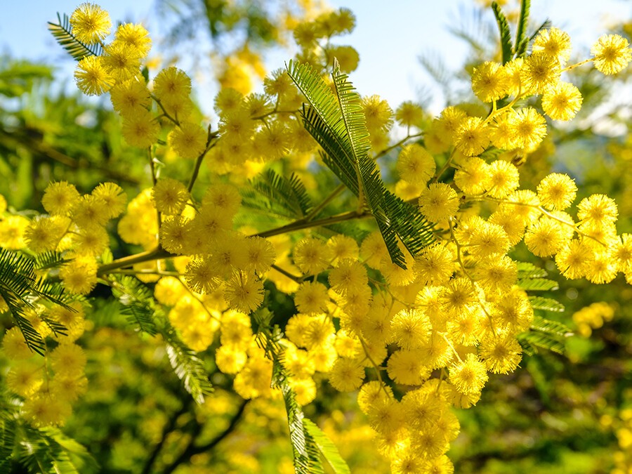 Mimosa.jpeg Mimosa.jpeg