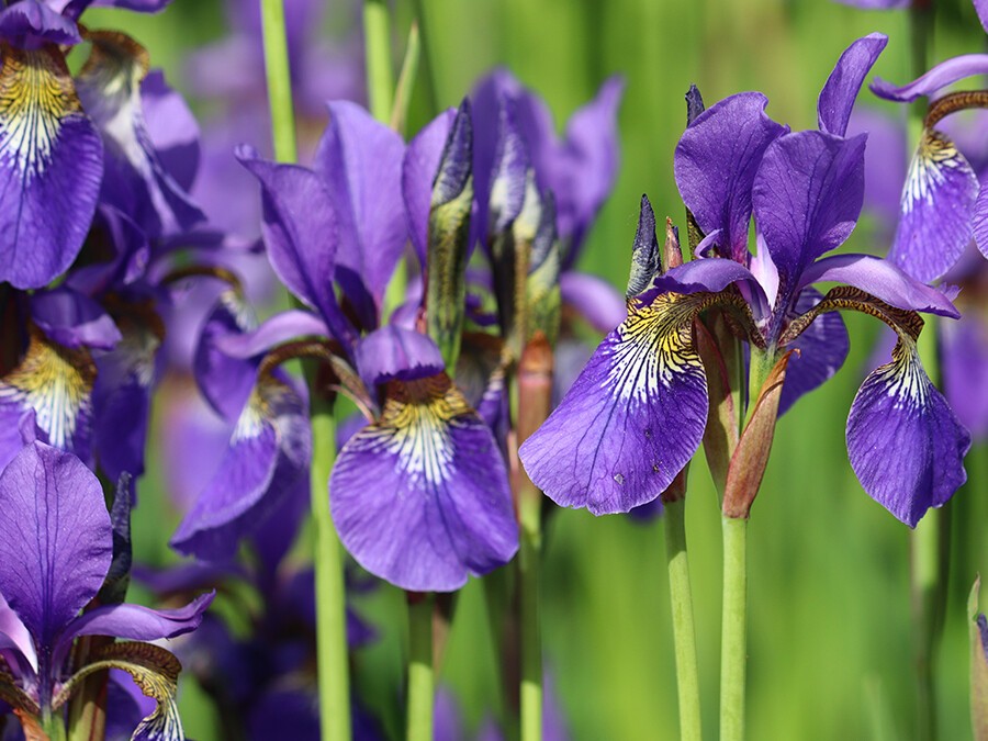 Iris.jpeg Iris.jpeg