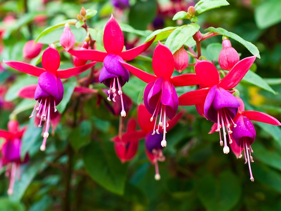 Fuchsia.jpeg Fuchsia.jpeg