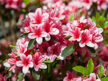Azalée-rose-.jpeg