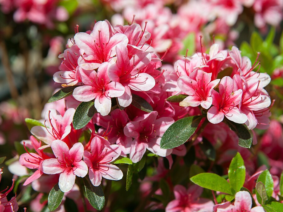 Azalée-rose-.jpeg Azalée-rose-.jpeg