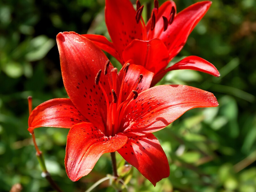 Amaryllis.jpeg Amaryllis.jpeg