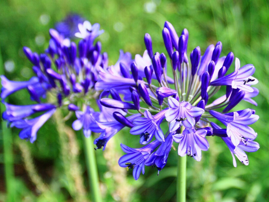 Agapanthes.jpeg Agapanthes.jpeg