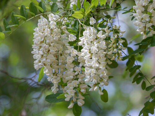 Connaitre la signification des fleurs et plantes du jardin