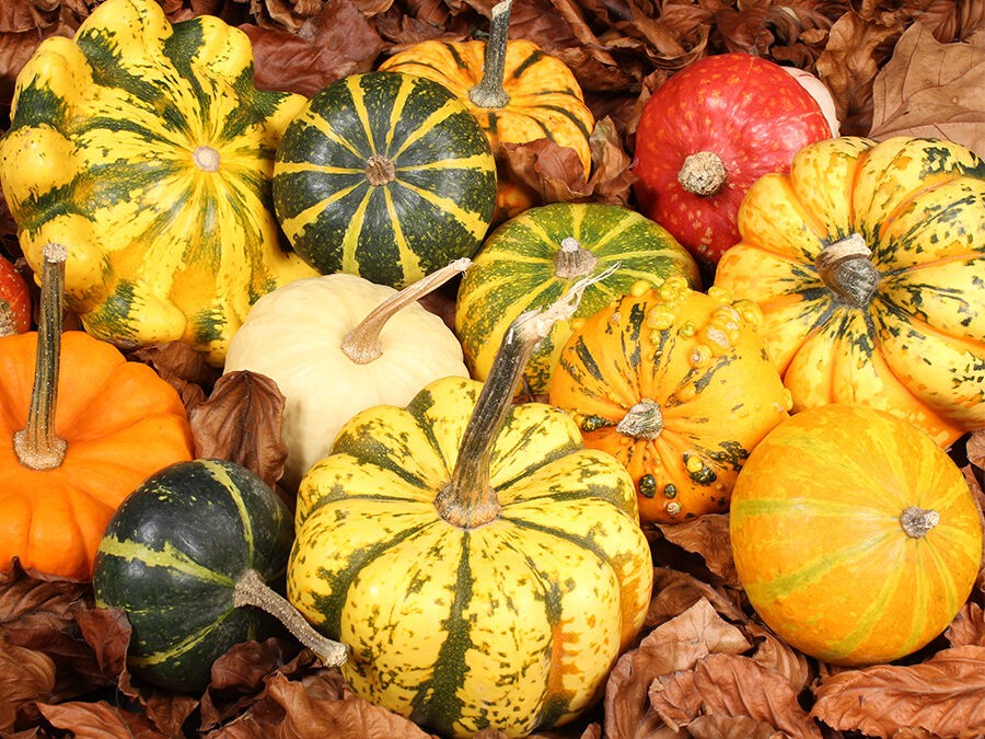 Coloquintes décoratives, l’atout végétal pour votre déco d’automne