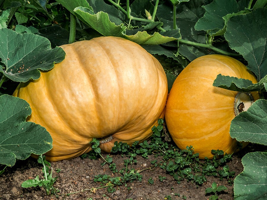 Cucurbita-pepo.jpg Cucurbita-pepo.jpg