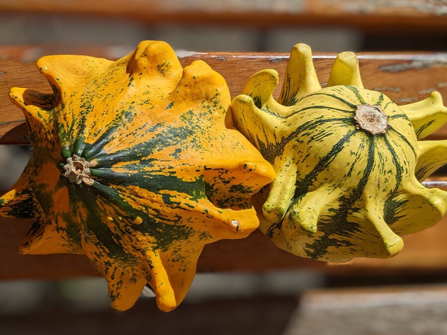 Coloquintes-Couronnes-d'épines.jpg Coloquintes-Couronnes-d'épines.jpg