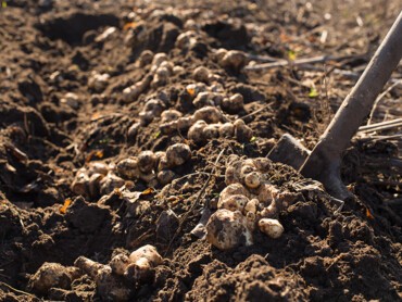 récole-topinambour.jpg
