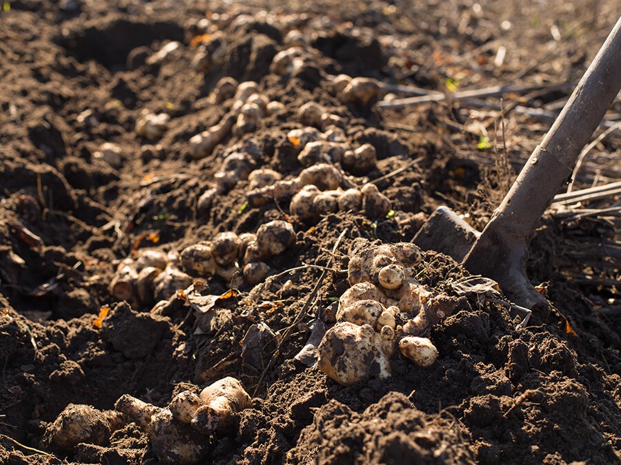 récole-topinambour.jpg