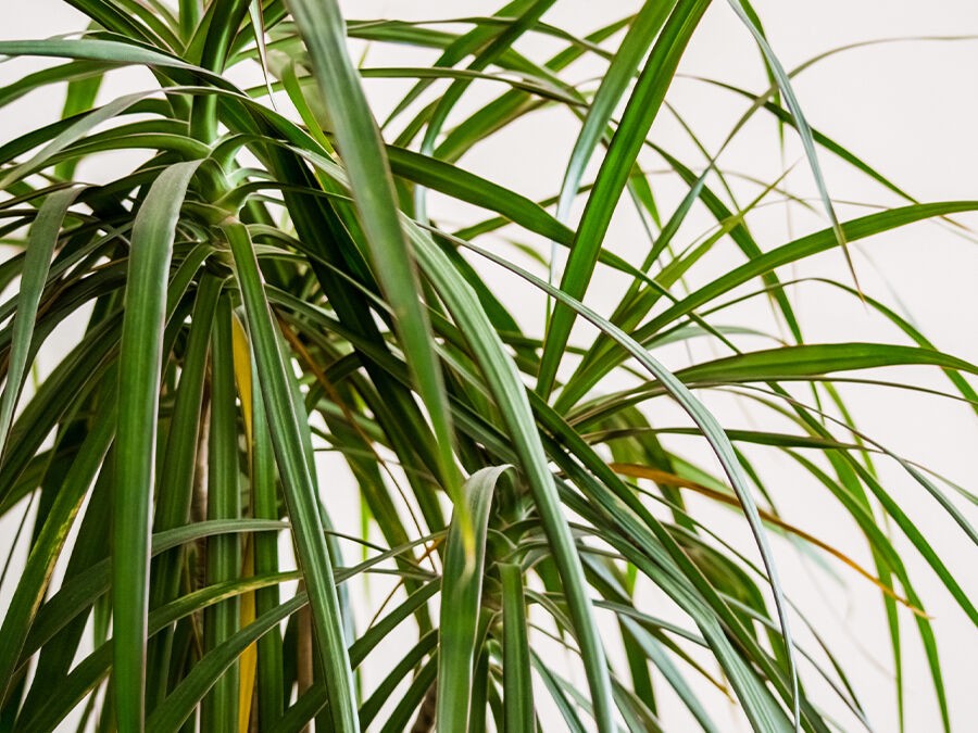 Dracaena : entretien et astuces pour une plante d’intérieur facile