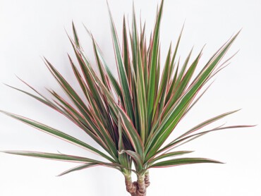 Dracaena-marginata.jpg