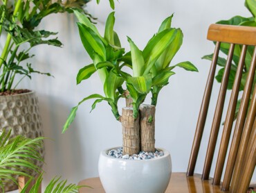 Dracaena-'Massangeana.jpg