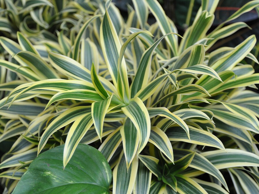 Dracaena-reflexa.jpg