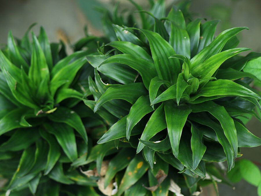Dracaena-compacta.jpg
