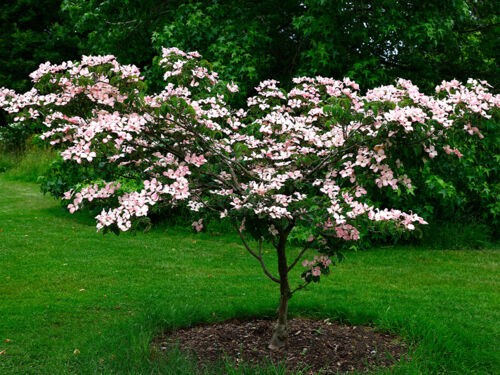 Comment protéger efficacement les jeunes arbres après la plantation ?