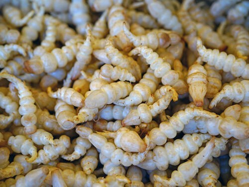 Redécouvrez les Crosnes, un légume original et raffiné