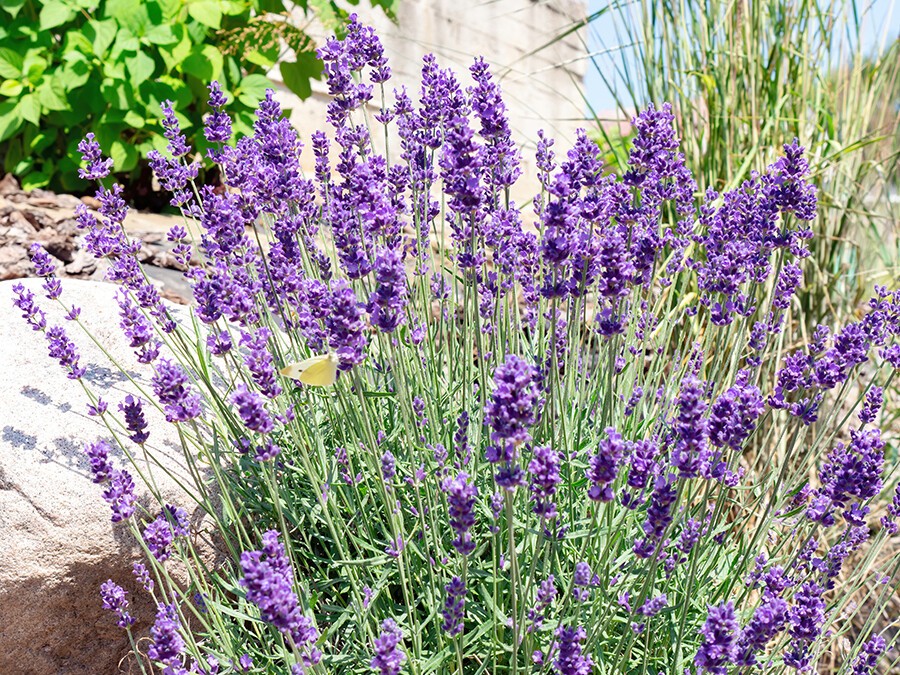 lavande.jpg