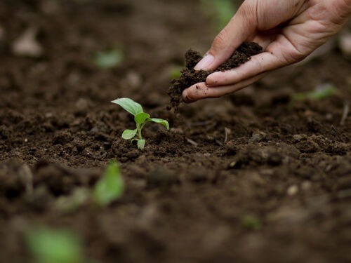 Comprendre le sol de son jardin : guide pratique pour analyser et réussir ses cultures