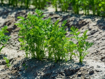 Carottes-qui-poussent-dans-un-sol-sableux.jpg