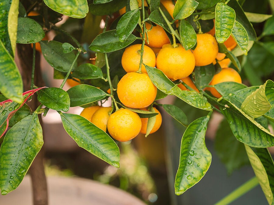 Comment entretenir ses agrumes toute l’année ? 