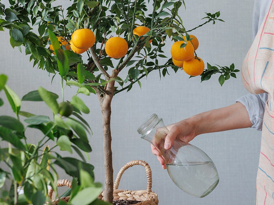 arrosage_agrumes.jpg