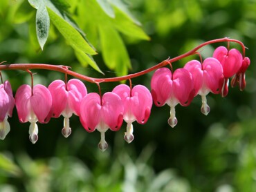 Dicentra_coeurdemarie.jpg