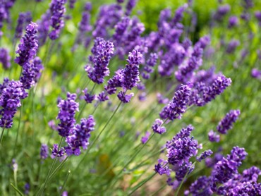 lavandula.jpeg
