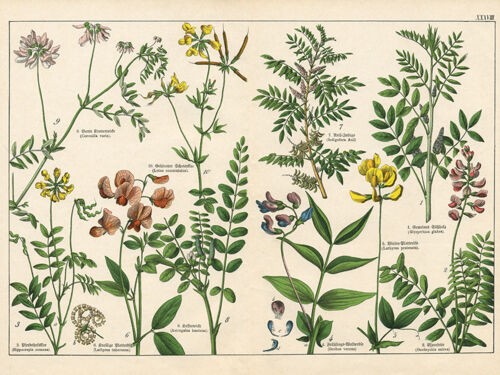 Les histoires cachées derrière le nom des plantes