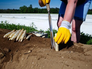 récolte-asperges.jpg