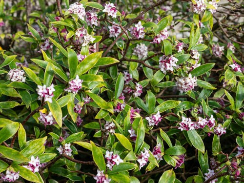 Parfum envoutant et floraison d’hiver : tout savoir sur le daphné
