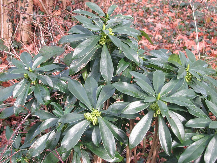 Daphne_laureola.jpg