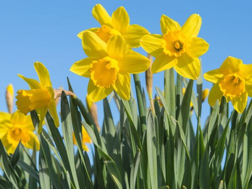 Jonquilles et narcisses : différences, plantation, entretien et variétés incontournables