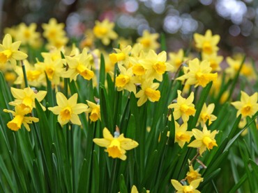 Narcissus jonquilla.jpeg