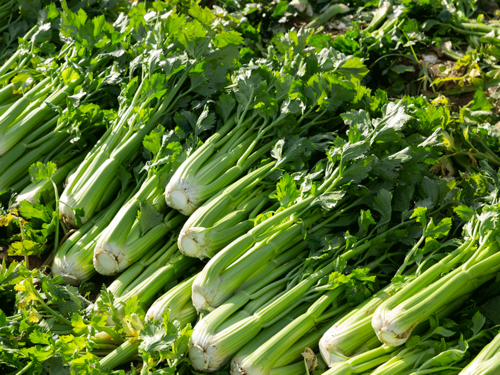Semer et cultiver le céleri branche