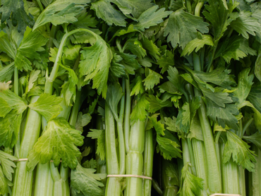 céleri-vert.png