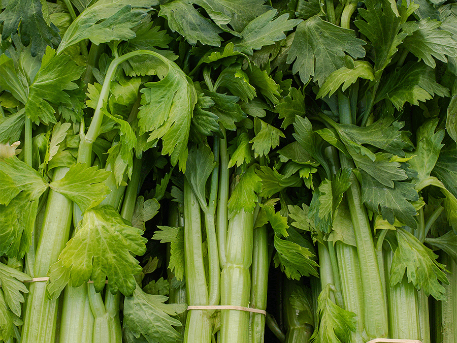 céleri-vert.png