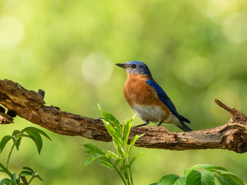 Connaître et reconnaître les oiseaux de nos jardins